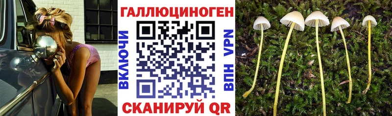 Галлюциногенные грибы Psilocybe  Фатеж 